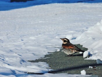 2022年2月6日(日) 十勝北部の野鳥観察記録