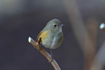 Red-flanked Bluetail Kodomo Shizen Park Fri, 2/4/2022