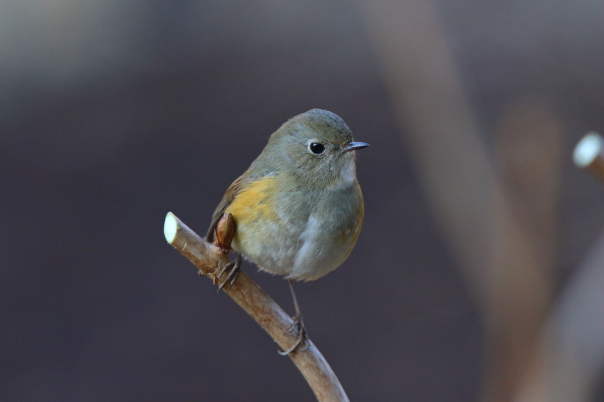 Photo of Red-flanked Bluetail at Kodomo Shizen Park by こぐまごろう