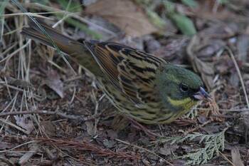 アオジ こども自然公園 (大池公園/横浜市) 2022年2月4日(金)