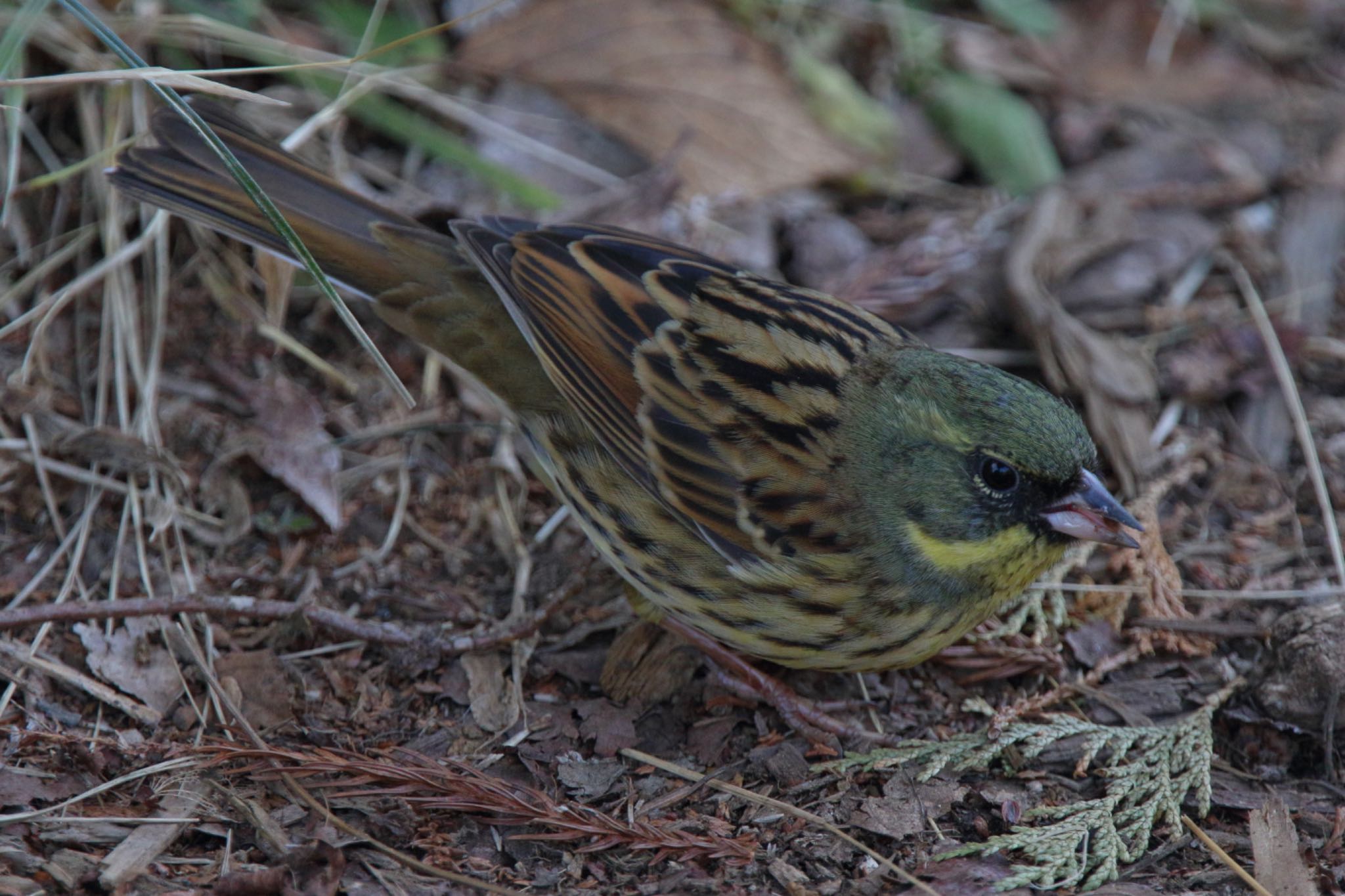 Masked Bunting