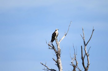 Osprey 沖縄県宮古島市 Fri, 7/21/2017