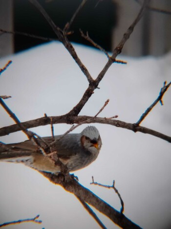 2022年2月5日(土) 中島公園の野鳥観察記録