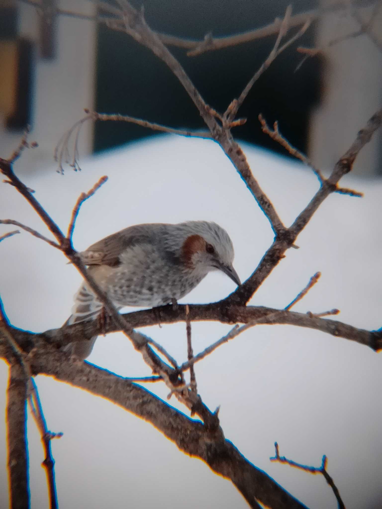 Brown-eared Bulbul