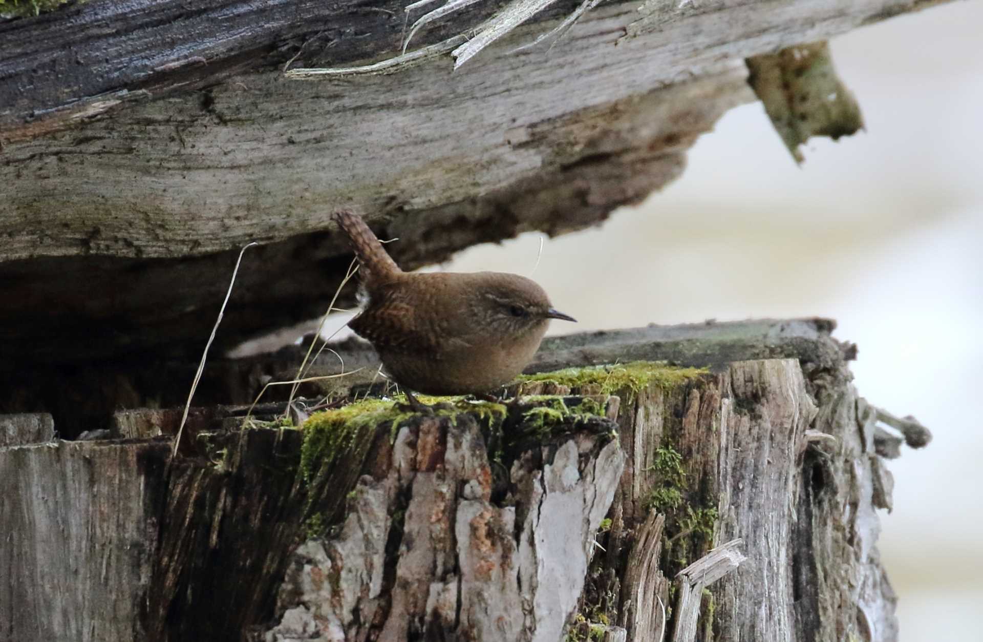 Photo of Eurasian Wren at 中禅寺湖 by マイク