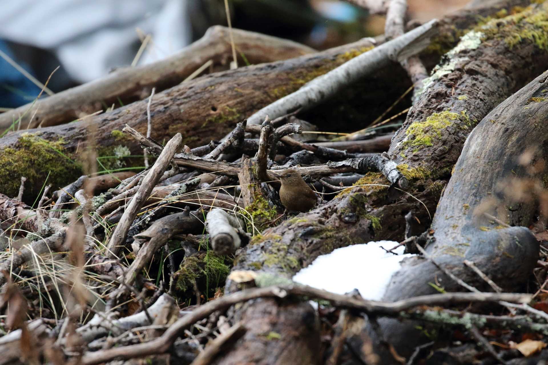 Photo of Eurasian Wren at 中禅寺湖 by マイク