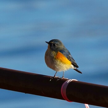 2022年2月5日(土) 矢橋帰帆島 (滋賀県草津市)の野鳥観察記録