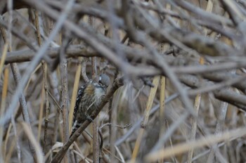 コゲラ 守谷市野鳥の道 2022年1月29日(土)