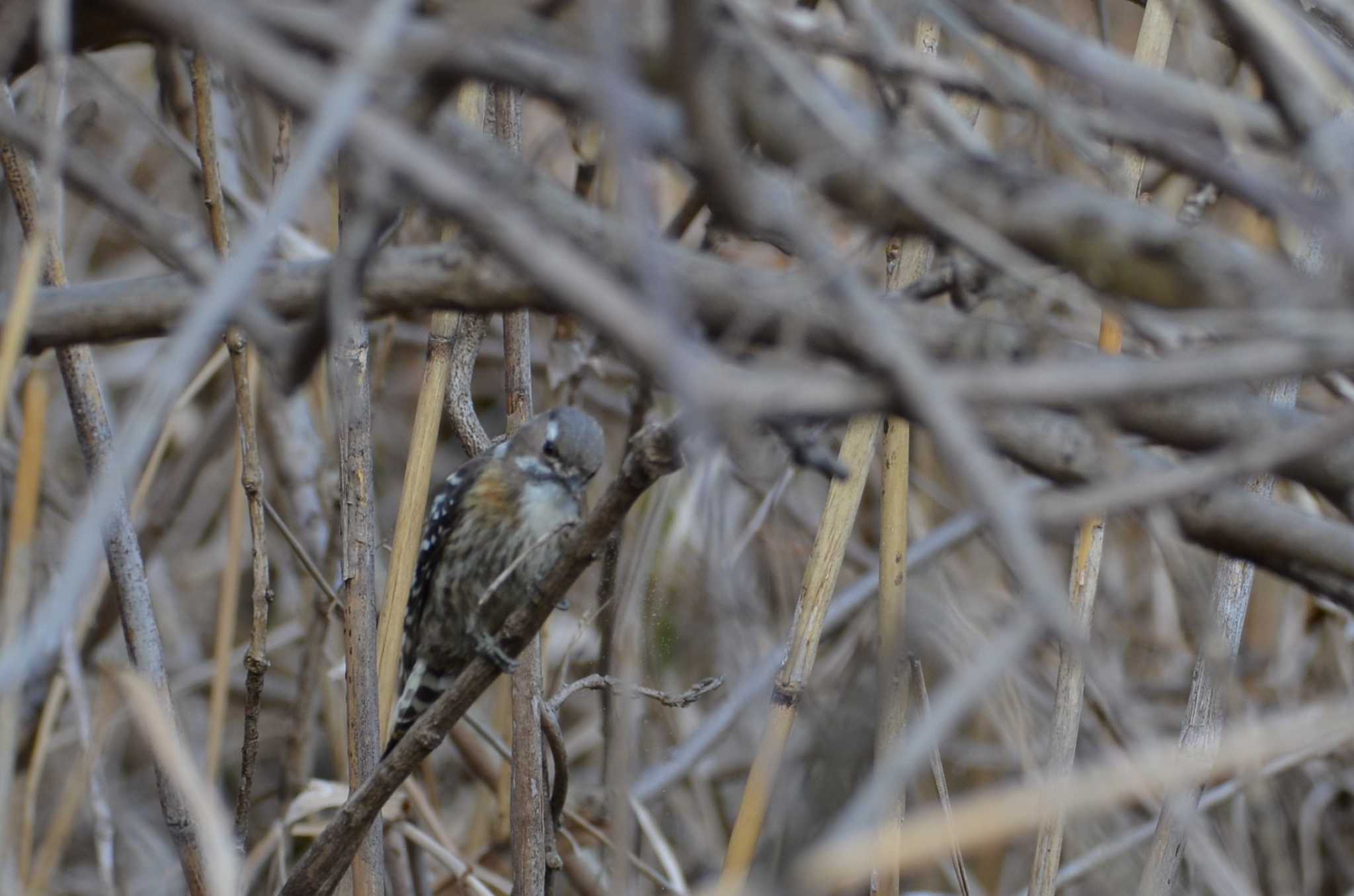 Japanese Pygmy Woodpecker