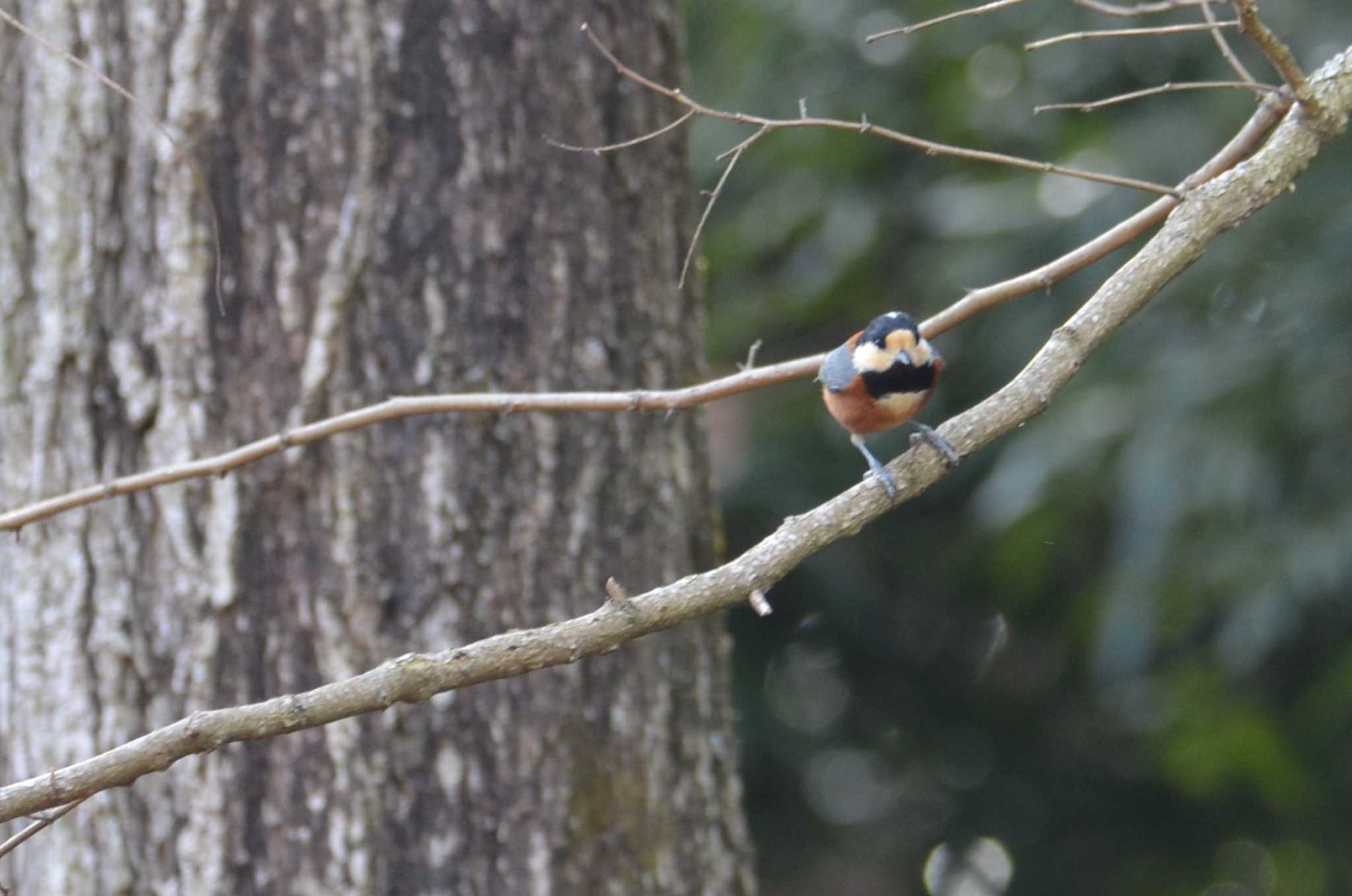 Photo of Varied Tit at 守谷市野鳥の道 by KangooTony