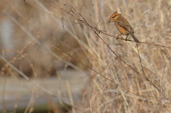 Bull-headed Shrike 守谷市野鳥の道 Sat, 1/29/2022