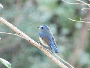 Sat, 2/5/2022 Birding report at 静岡県立森林公園