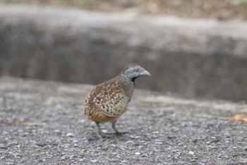 Barred Buttonquail Ishigaki Island Tue, 7/18/2017