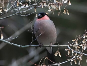 2022年2月3日(木) 幸田町の里山の野鳥観察記録