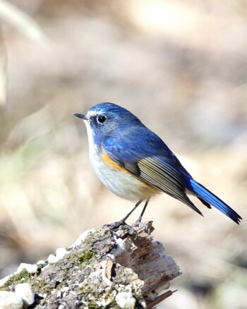 ルリビタキ 秋ヶ瀬公園(野鳥の森) 2022年2月5日(土)