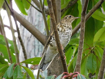 2022年2月5日(土) 京都府の野鳥観察記録