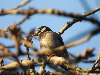 2022年2月5日(土) 香河園公園(北京)の野鳥観察記録