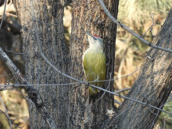 Grey-headed Woodpecker 香河園公園(北京) Sat, 2/5/2022