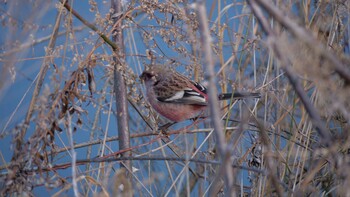 Siberian Long-tailed Rosefinch 淀川河川公園 Sun, 2/6/2022