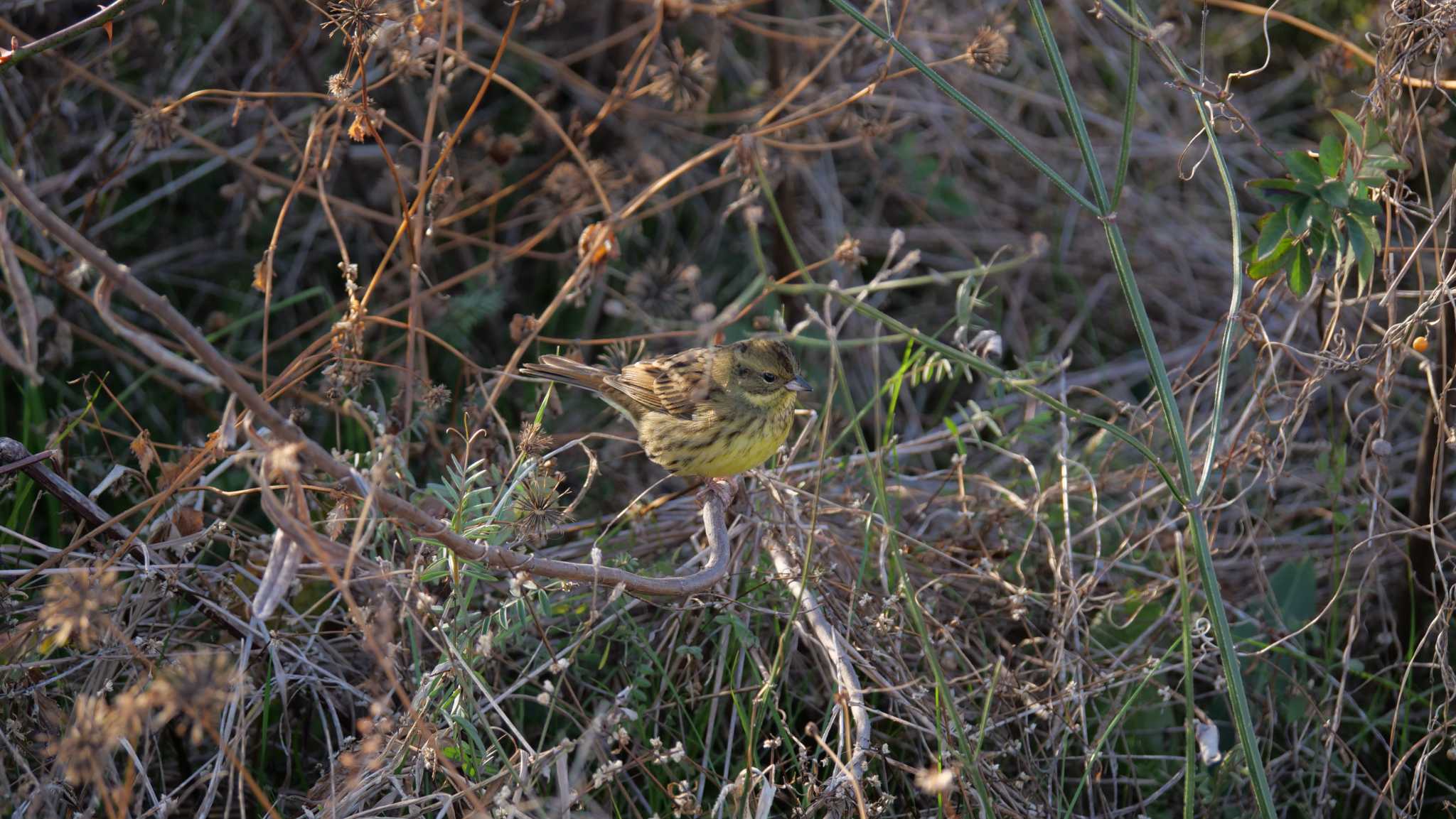 Photo of Masked Bunting at 淀川河川公園 by コゲラ