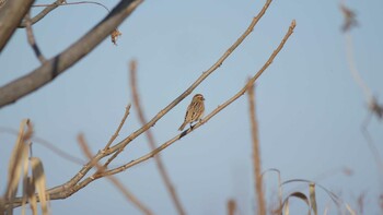 Common Reed Bunting 淀川河川公園 Sun, 2/6/2022
