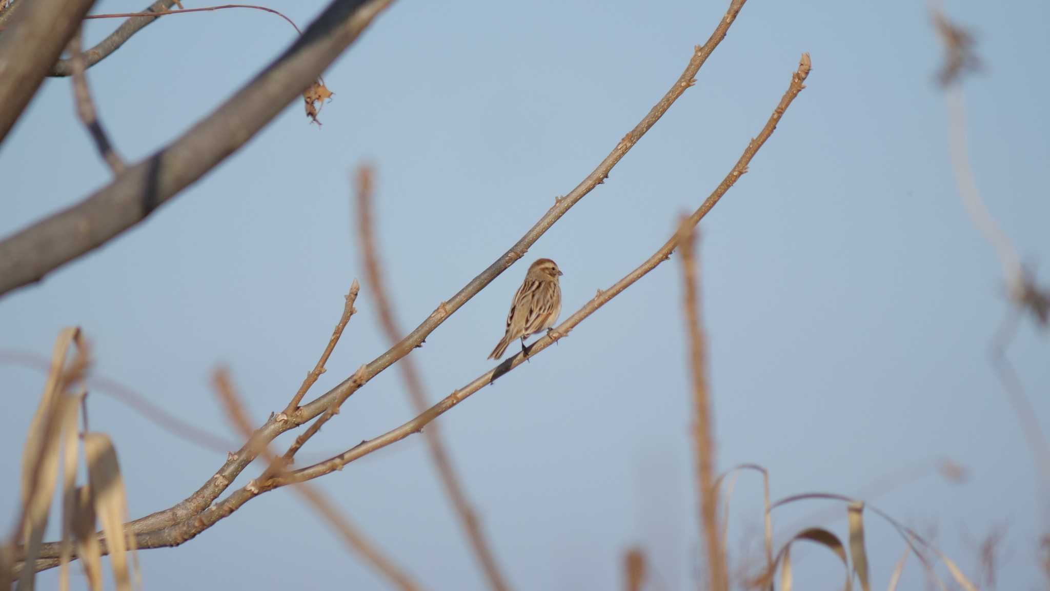 Photo of Common Reed Bunting at 淀川河川公園 by コゲラ