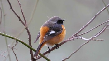 Daurian Redstart 京都市宝ヶ池公園 Sun, 2/6/2022