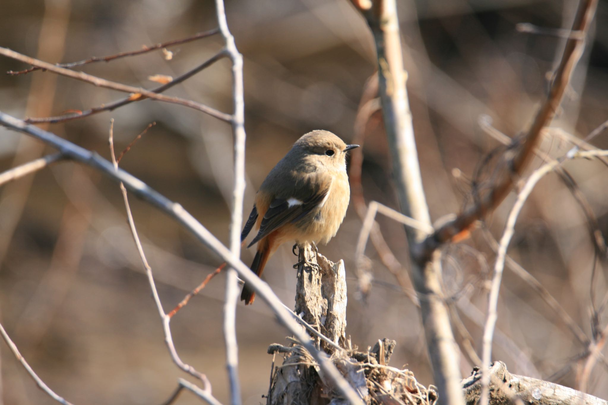 Photo of Daurian Redstart at  by Koutoku