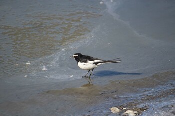 Japanese Wagtail Isanuma Sun, 2/6/2022