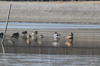 Common Greenshank Isanuma Sun, 2/6/2022