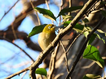 Warbling White-eye 厚木七沢森林公園 Sat, 1/22/2022