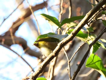 Warbling White-eye 厚木七沢森林公園 Sat, 1/22/2022