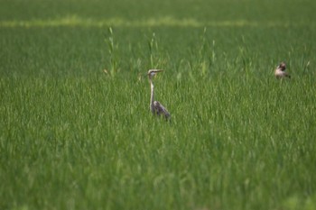 Purple Heron 大久保農耕地 Mon, 6/12/2017