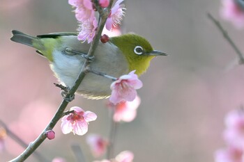 メジロ 栗林公園 2022年2月5日(土)