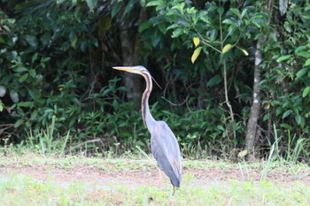 Purple Heron Ishigaki Island Wed, 7/19/2017