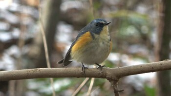 2022年2月6日(日) 三重県民の森の野鳥観察記録