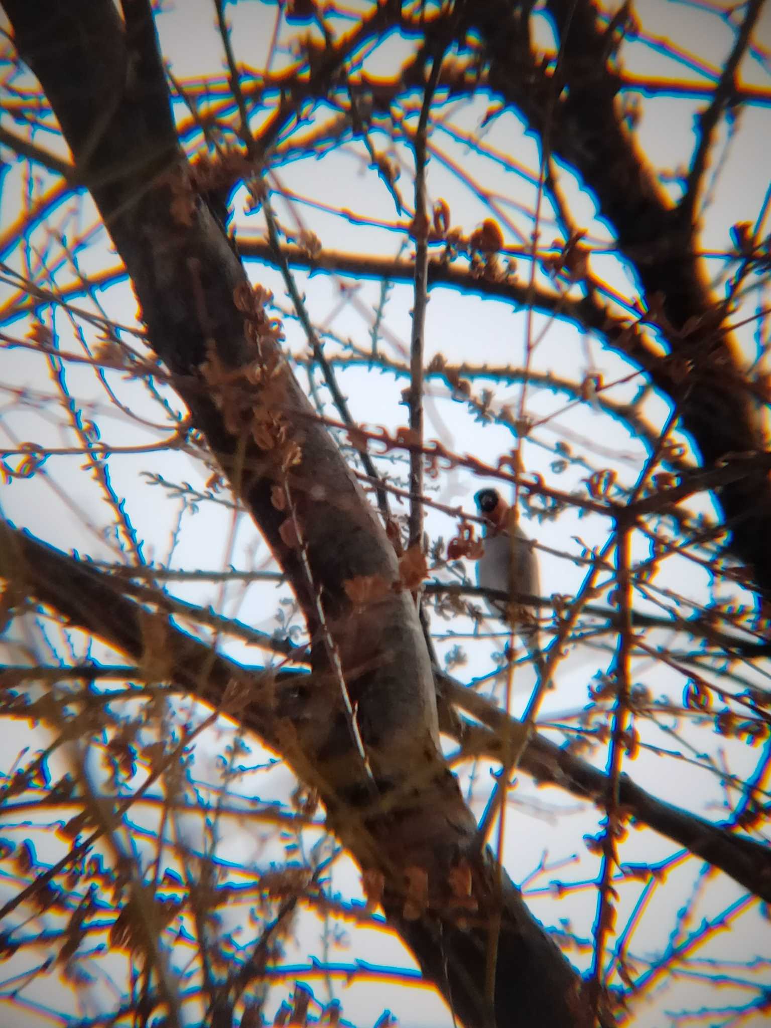 Eurasian Bullfinch