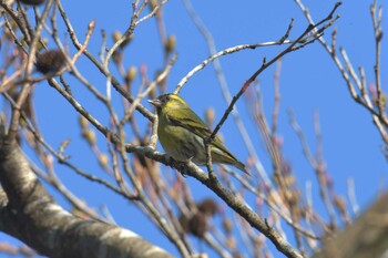 マヒワ 滋賀県甲賀市甲南町創造の森 2022年2月6日(日)