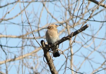 ヤツガシラ 群馬県館林市 2017年2月8日(水)