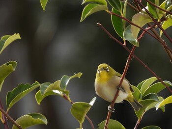 2022年2月6日(日) 木津川市の野鳥観察記録