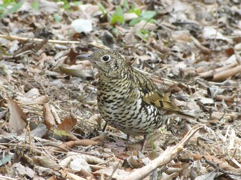 2022年2月6日(日) 座間谷戸山公園の野鳥観察記録