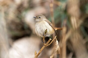 2022年2月6日(日) 薬師池公園の野鳥観察記録