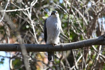 Eurasian Goshawk Akigase Park Sat, 2/5/2022