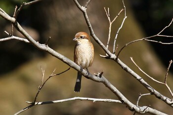 Bull-headed Shrike Akigase Park Sat, 2/5/2022