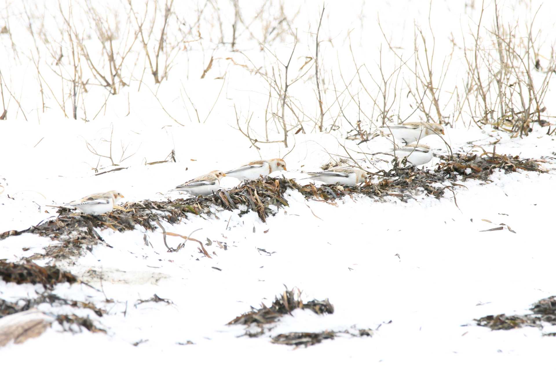春国岱原生野鳥公園(根室) ユキホオジロの写真 by マイク