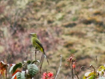 Long-tailed Silky-flycatcher San Gerardo De Dota (Costa Rica) Unknown Date