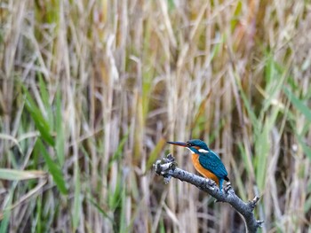 カワセミ 福岡県営中央公園 2021年12月5日(日)