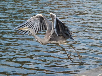 アオサギ 福岡県営中央公園 2022年1月4日(火)