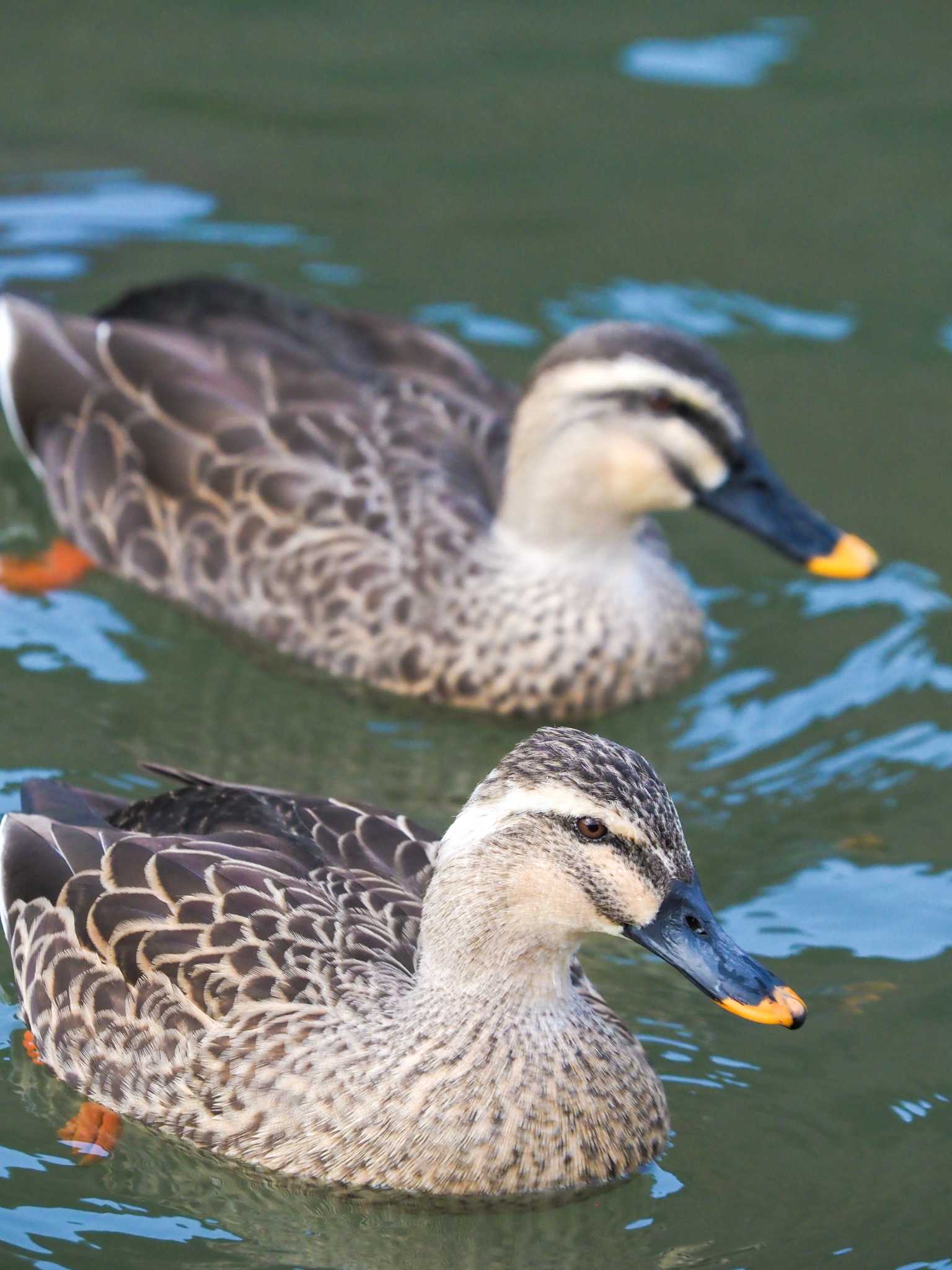 福岡県営中央公園 カルガモの写真 by たつパパ