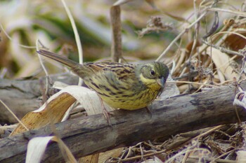 Masked Bunting 江戸川河川敷 Sun, 2/6/2022